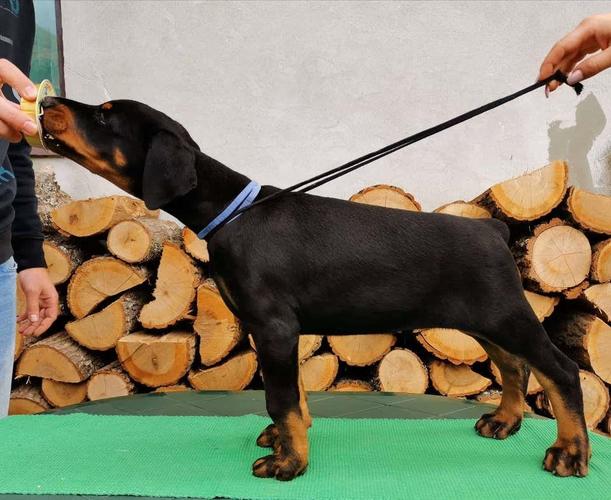 Stenci DOBERMANA sampionskog porekla