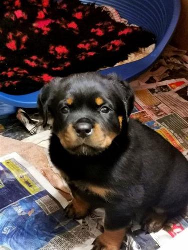 Štenci Rottweiler dostupni za prodaju