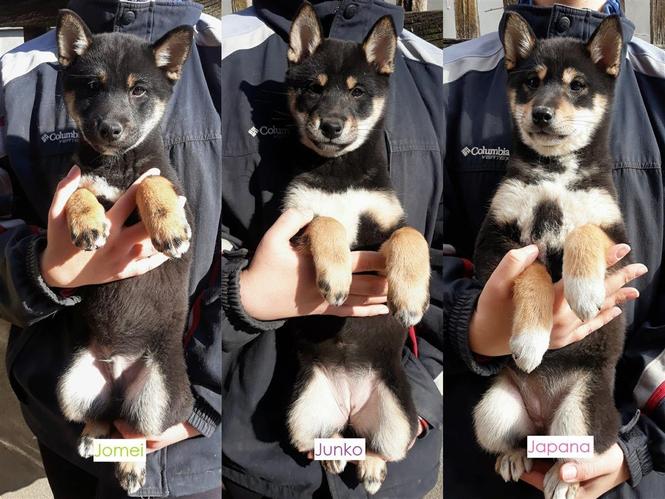 Shiba Inu štenci na prodaju