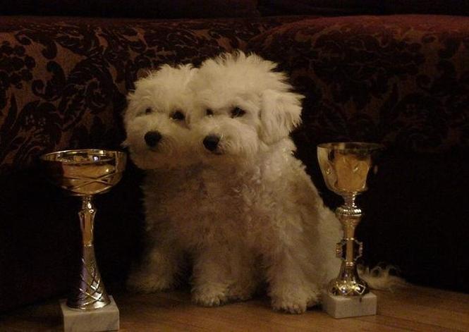 Kovrdzavi bisoni - 2 muska steneta samp. porekla