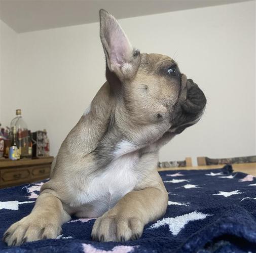 Francuski buldog