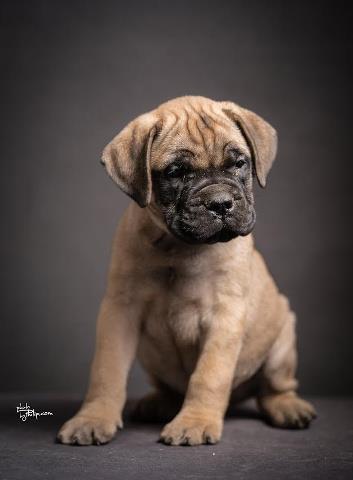BULLMASTIFF stenci izlozbenog potencijala