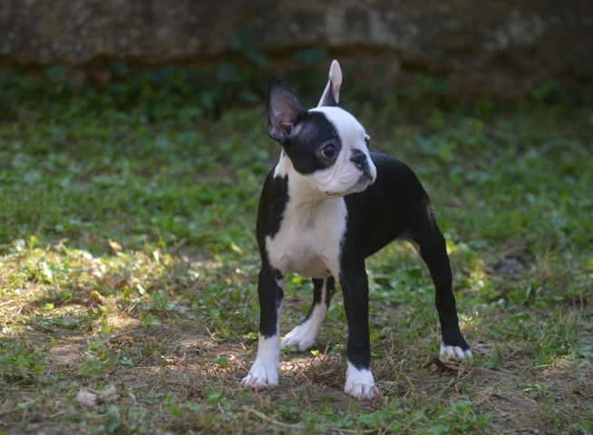 BOSTON TERIJER zenka stara 3 meseca