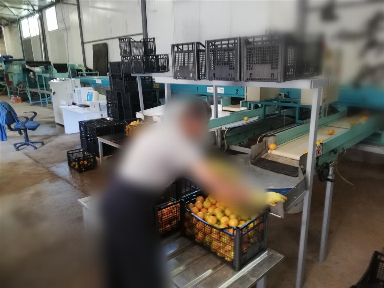 Kalibrator-za-pranje-i-kalibriranje--voća-i-povrća