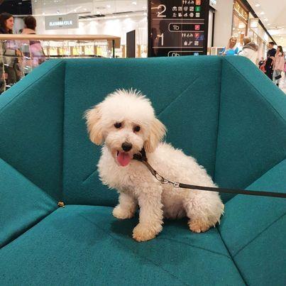 Maltipoo muzijak 