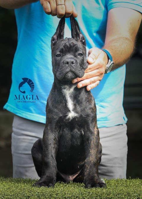 CANE-CORSO-stenci-vrhunskog-kvaliteta