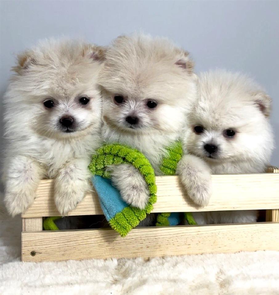 Pomeranac--BOO--čistokrvni--FCI---patuljasti-