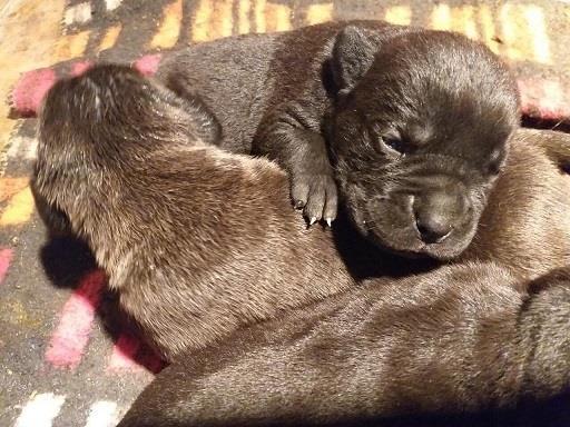 Cane corso stenci
