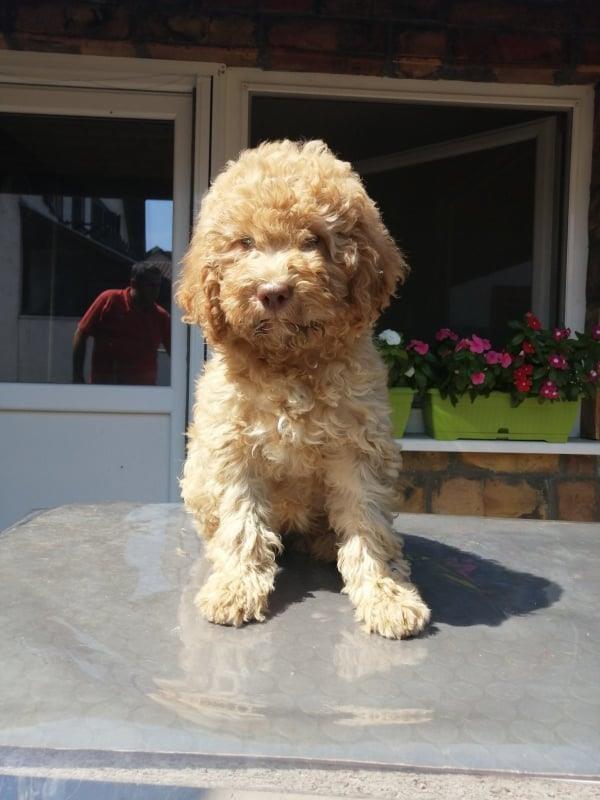 Lagotto-Romagnolo-