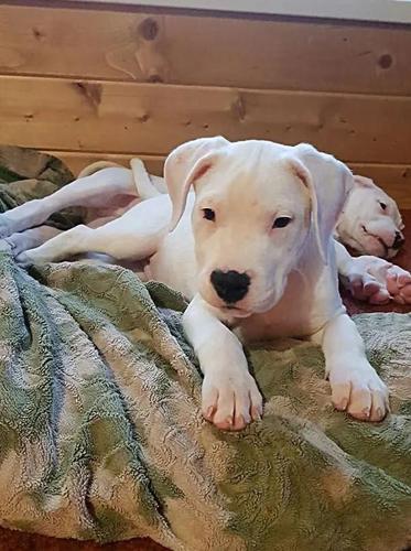 Dogo argentino i Bulterijer stenci
