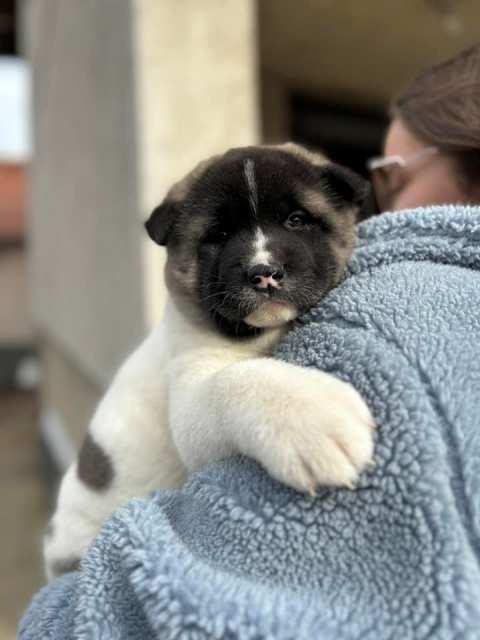 Američka-Akita-štenci