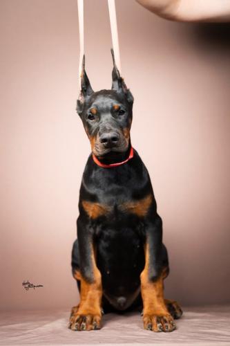 Doberman štenci