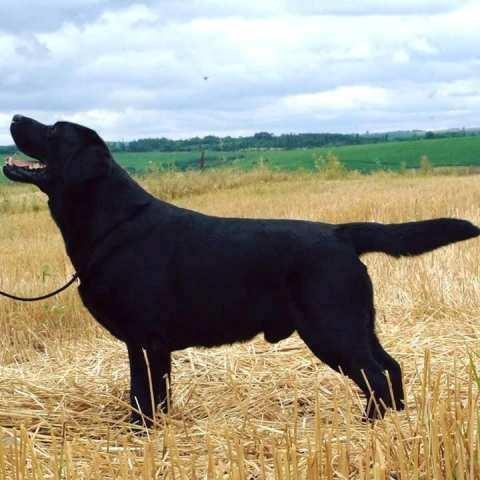 Labradori, vrhunsko leglo