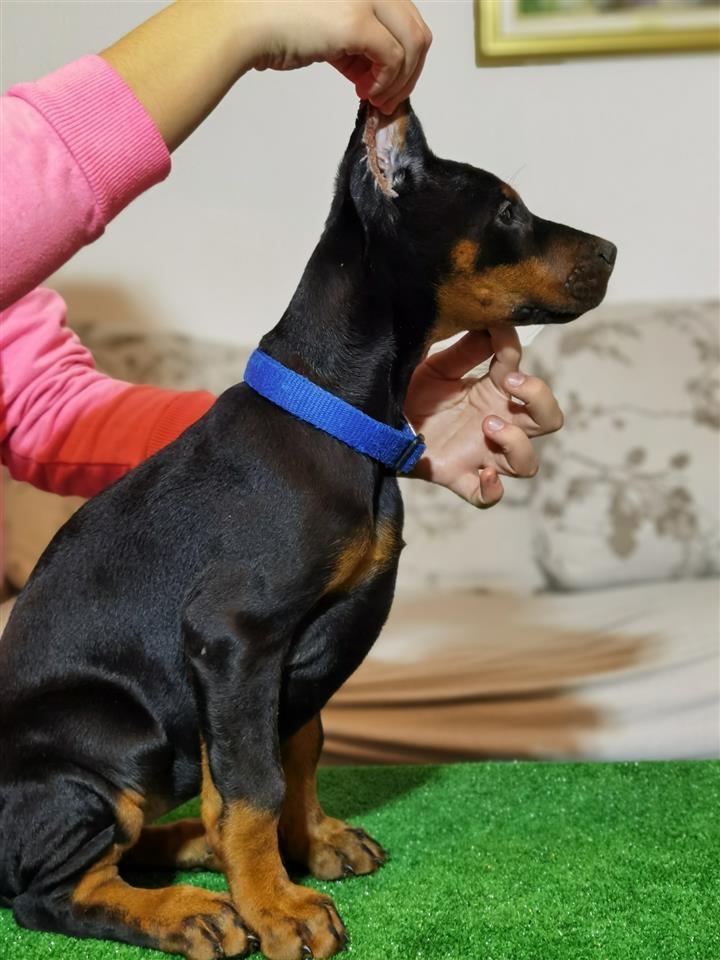 Doberman-štenad-vrhunske-krvi