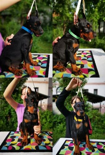 Dobermann  štenad vrhunskih krvnih linija