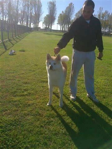 Muzjak Akita Inu slobodan za parenje