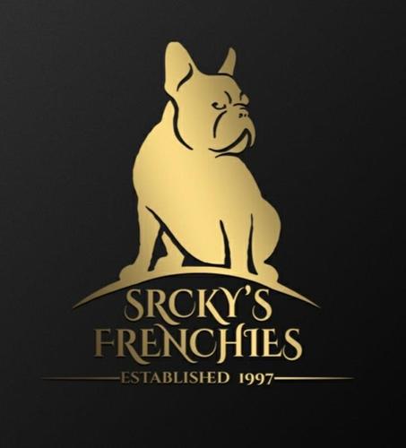 Francuski buldog, mlada zenka