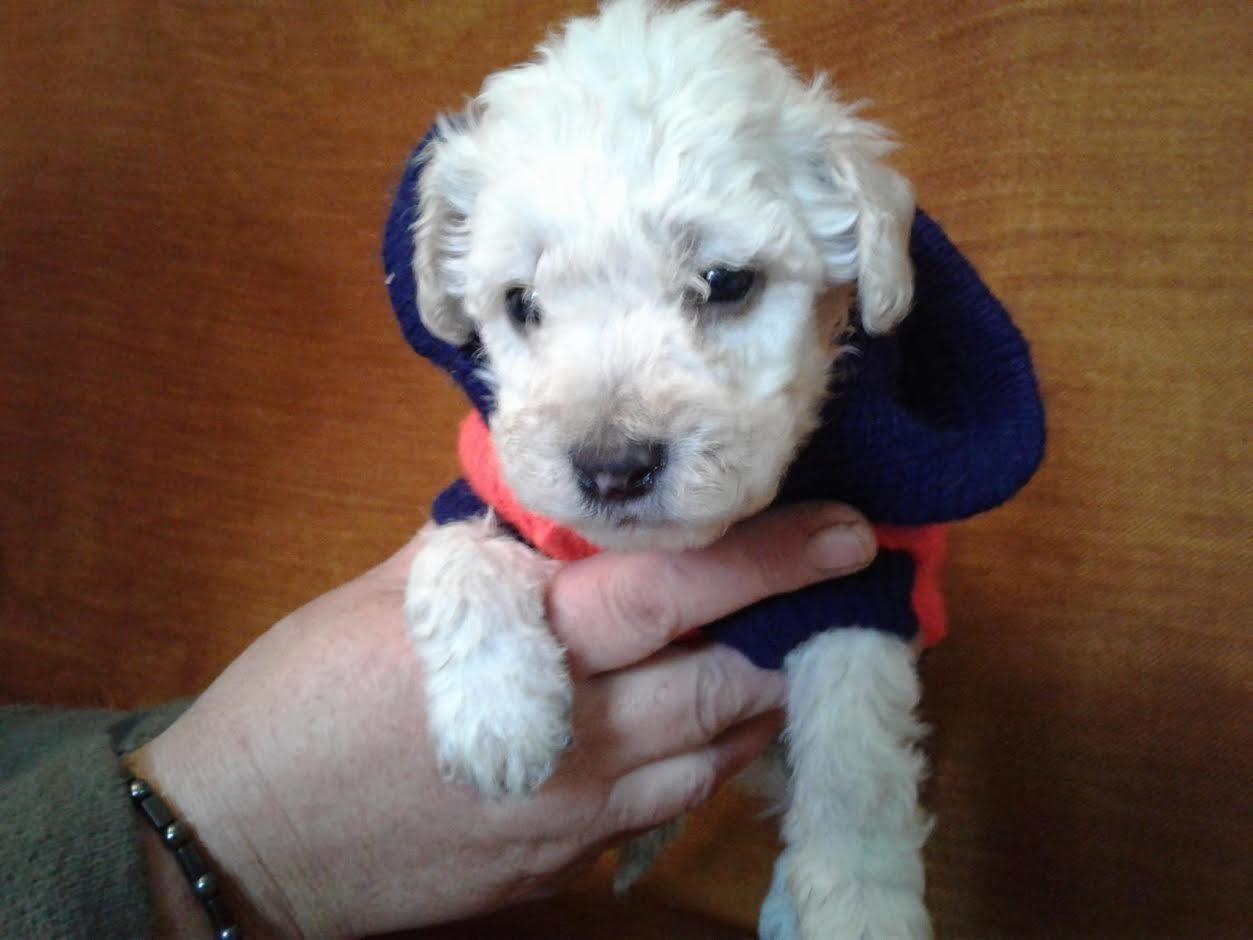 Francuske-TOY-i-patuljaste-PUDLE