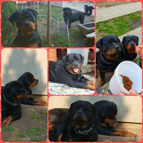 Rottweiler, stenad