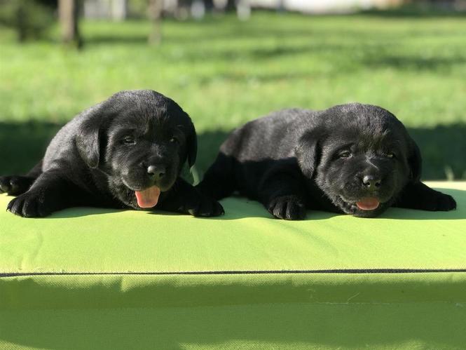 Stenci Labrador retrivera