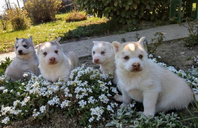 Preslatki štenad sibirskih huskyja