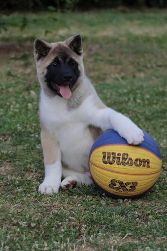 Americka Akita