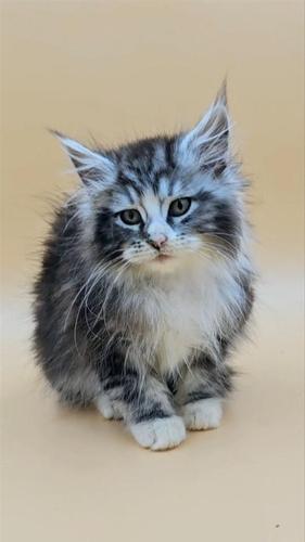 POLLIN zenka Maine Coon vrhunsko mace