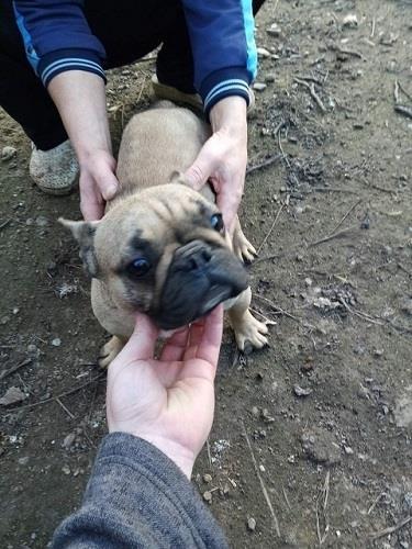 Francuski buldog