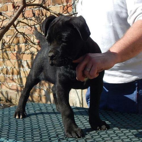 Cane Corso