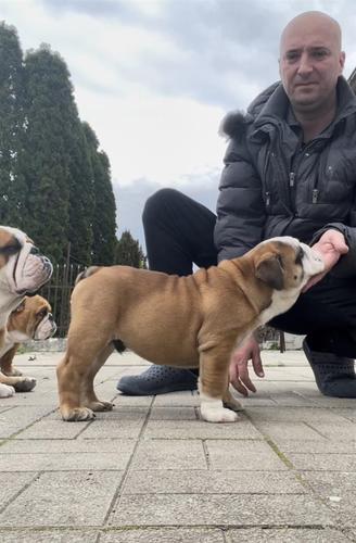 engleski buldog
