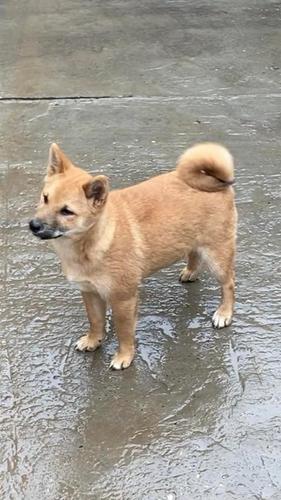 Shiba inu štenci