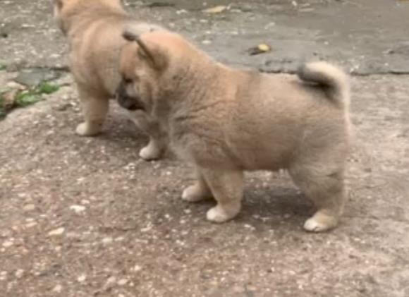 Šiba-Inu-štenci