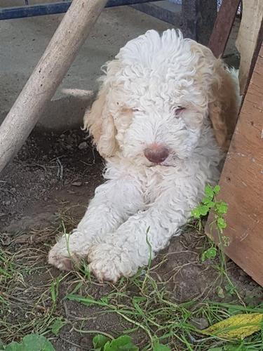 Lagotto romagnolo štenci