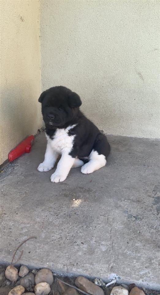 Američka-Akita-štenci