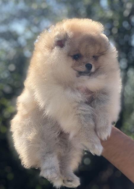 Pomeranski-špic-Pomeranac-Pomeranian-Boo-štenci