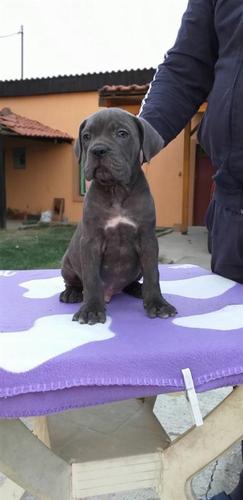 Cane corso štenci