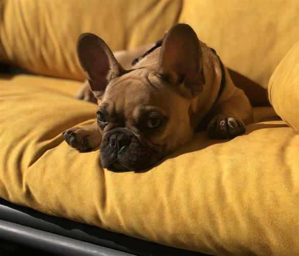 Francuski buldog štene
