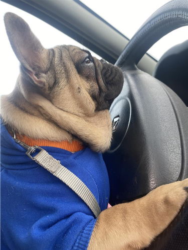 Francuski buldog štene