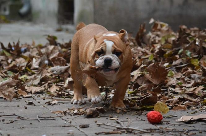 Engleski buldog