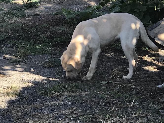 Labrador ženka tartufar