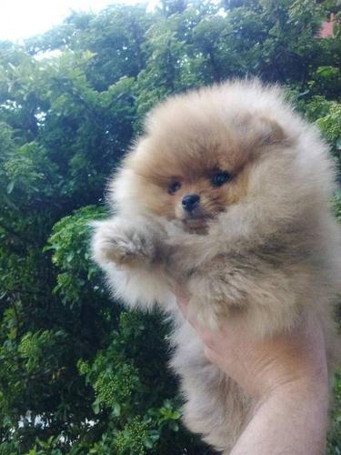 Pomeranac, Boo štenci