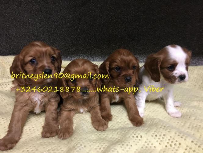 Prekrasni Kavaljer King Charles Puppies