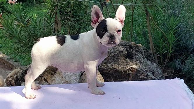 Francuski Buldog