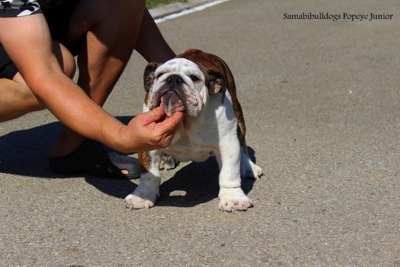 Engleski-buldog-