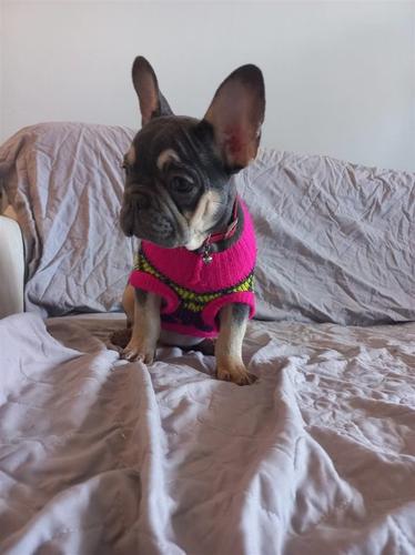 Francuski Buldog