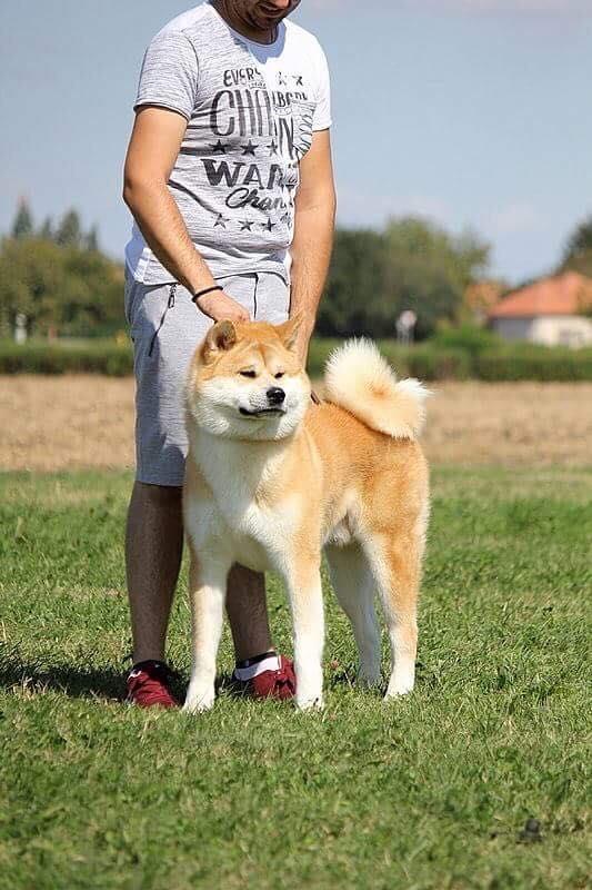 Japanska-akita-štenci
