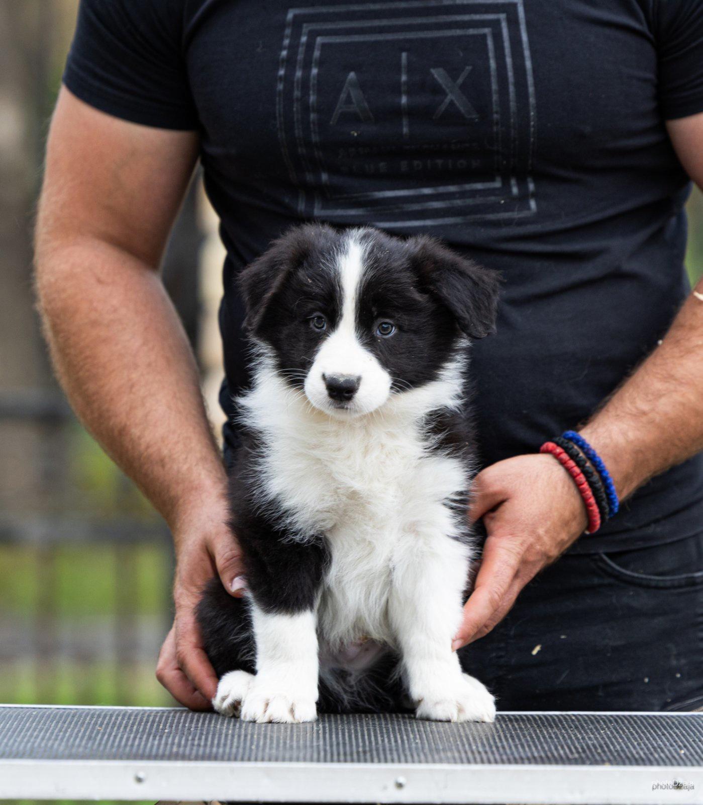 Border-Collie-Border-Koli-štenci
