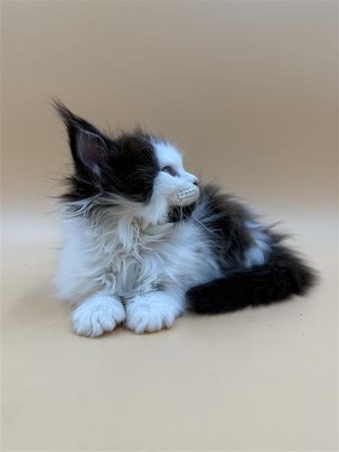 Maine Coon Thalia - divine princess