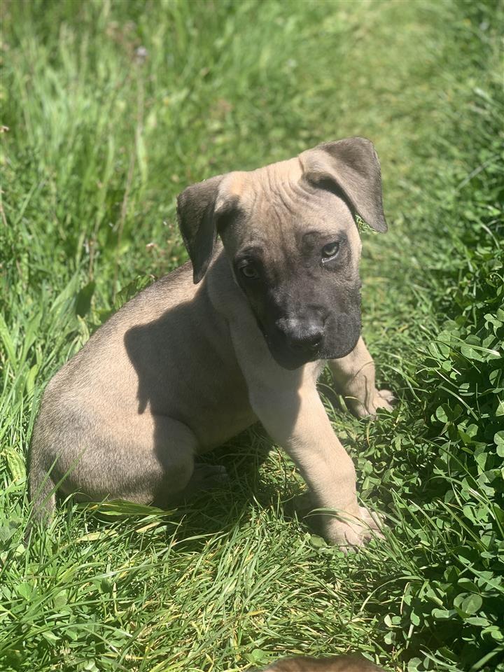 Presa-Canario-štenci