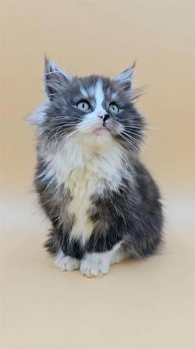 PONY zenka Maine Coon vrhunsko mace